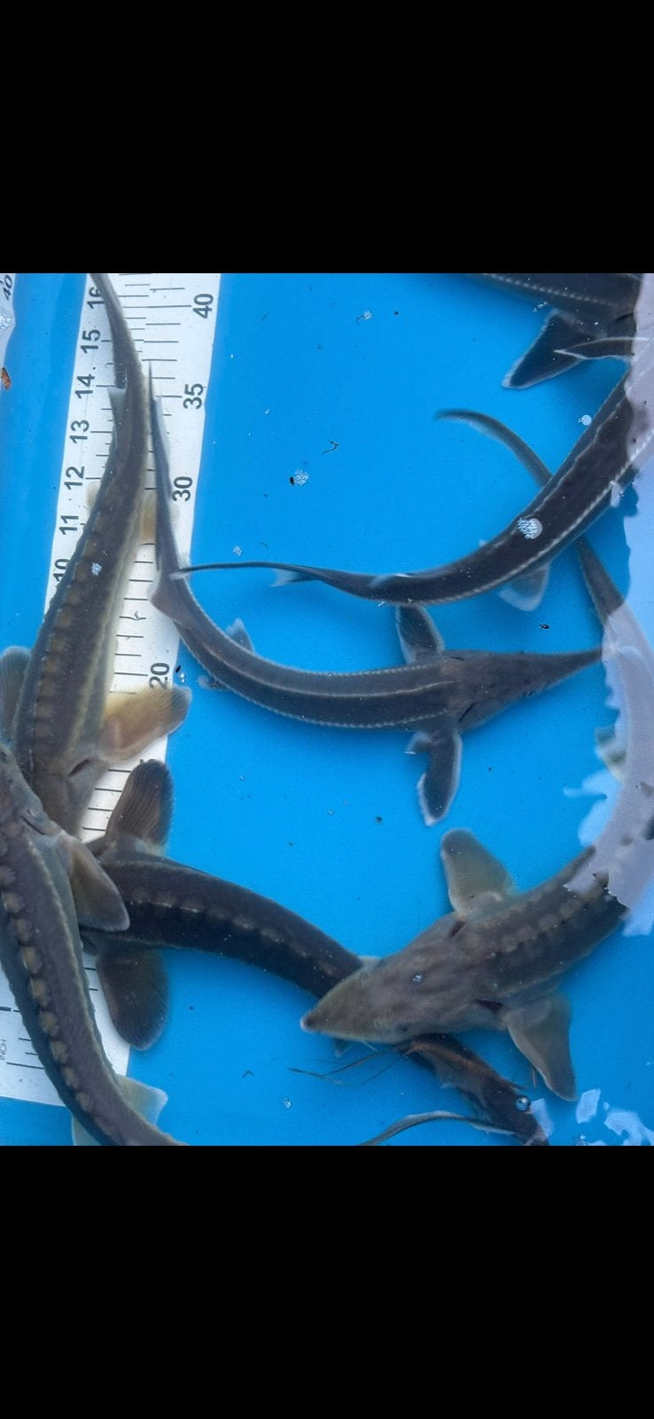 40 cm diamsntsteurtjes, Dieren en Toebehoren, Steur