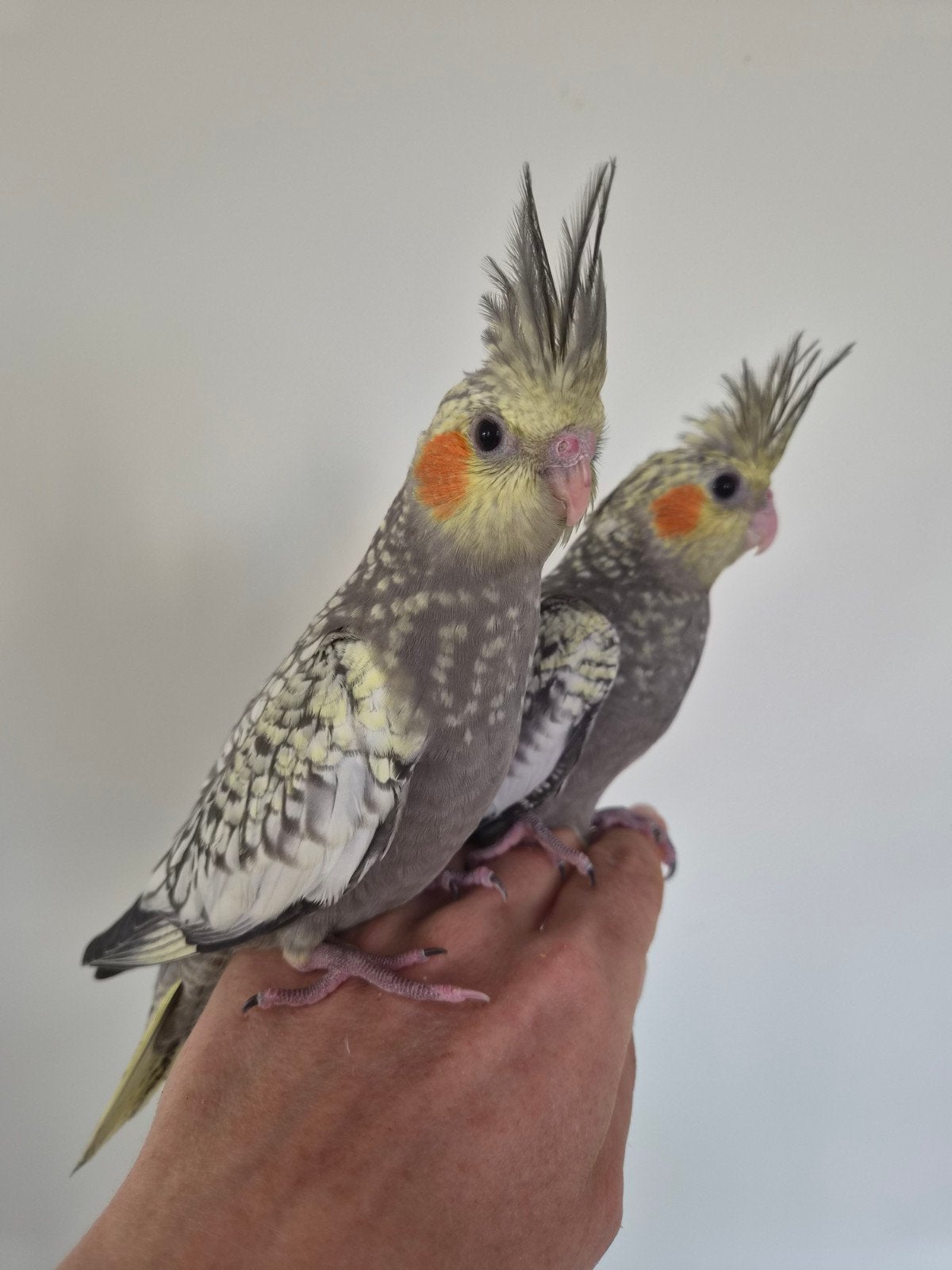 Jonge handtamme valkparkieten, Dieren en Toebehoren, Vogels | Parkieten en Papegaaien, Tam