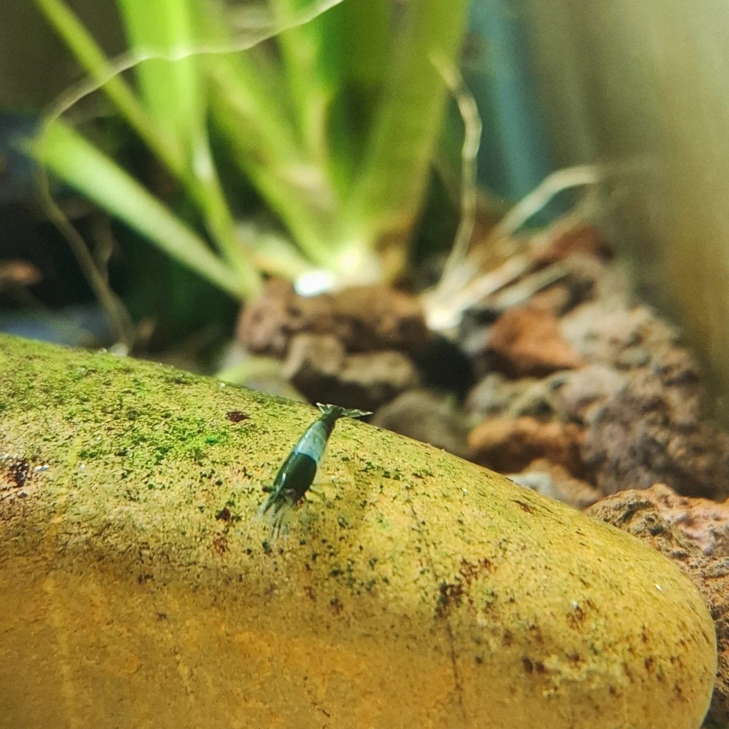 neocaridina green rili kweekgroep