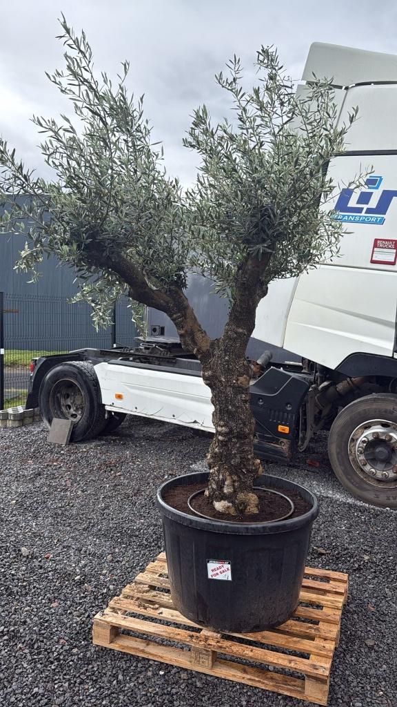 Olijfbomen, Tuin en Terras, Planten | Bomen, Lente, 100 tot 250 cm, Olijfboom, Ophalen