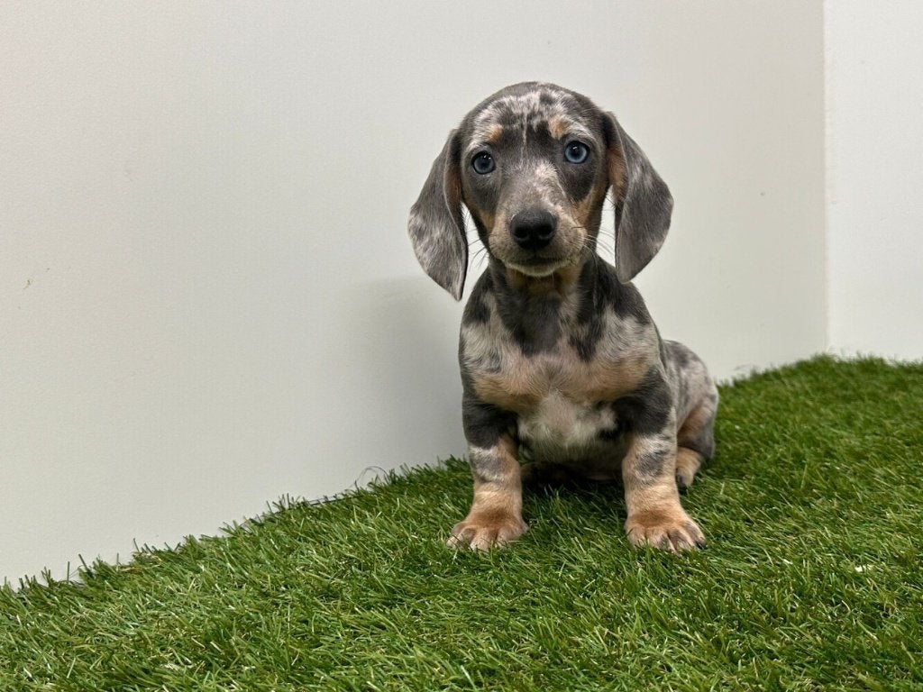 Gladharige Dwergteckel pups