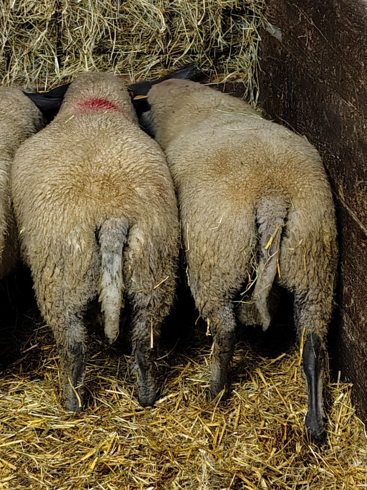 Bleu du Maine Rams lammeren, Dieren en Toebehoren, Schapen, Geiten en Varkens