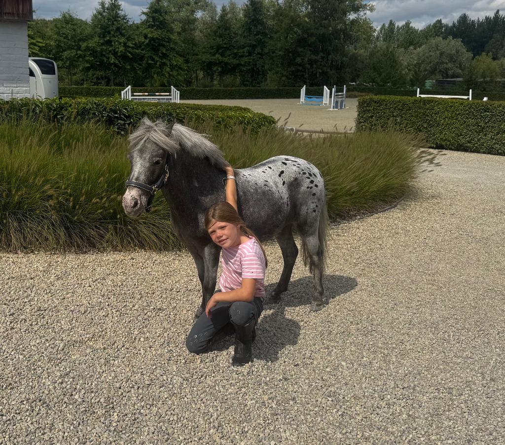 Ik zoek shetland pony's, Dieren en Toebehoren