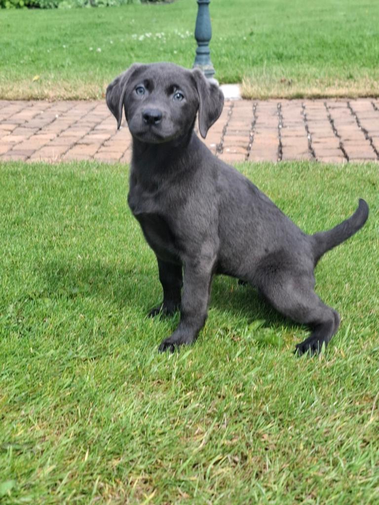 Labrador pups, Dieren en Toebehoren, Honden | Retrievers, Spaniëls en Waterhonden, Parvo, België, 8 tot 15 weken, Labrador retriever