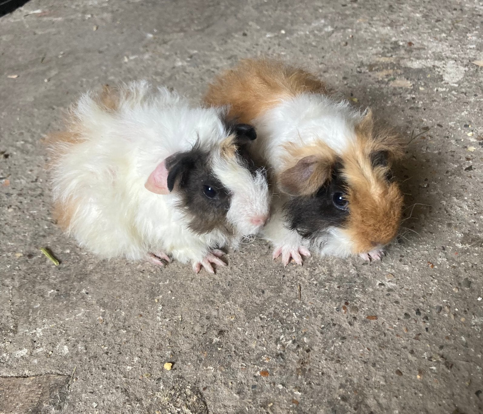 2 langharige cavia broertjes alpaca en tessel., Dieren en Toebehoren, Juni, Cavia