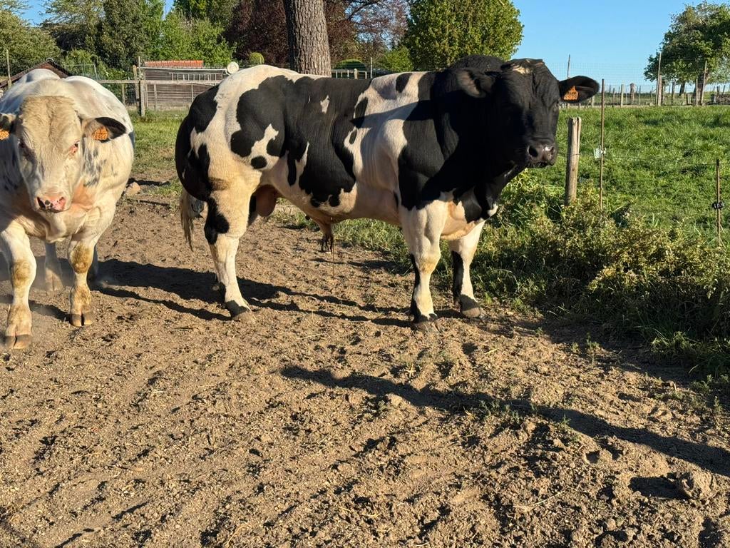 Dekstieren te koop, Dieren en Toebehoren