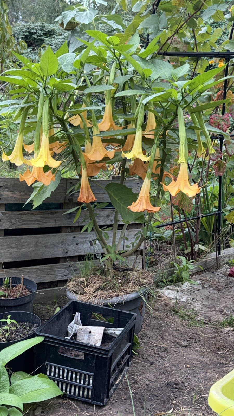 Ongewortelde stekken van Brugmansia ‘Gelber Riese’, Ophalen of Verzenden