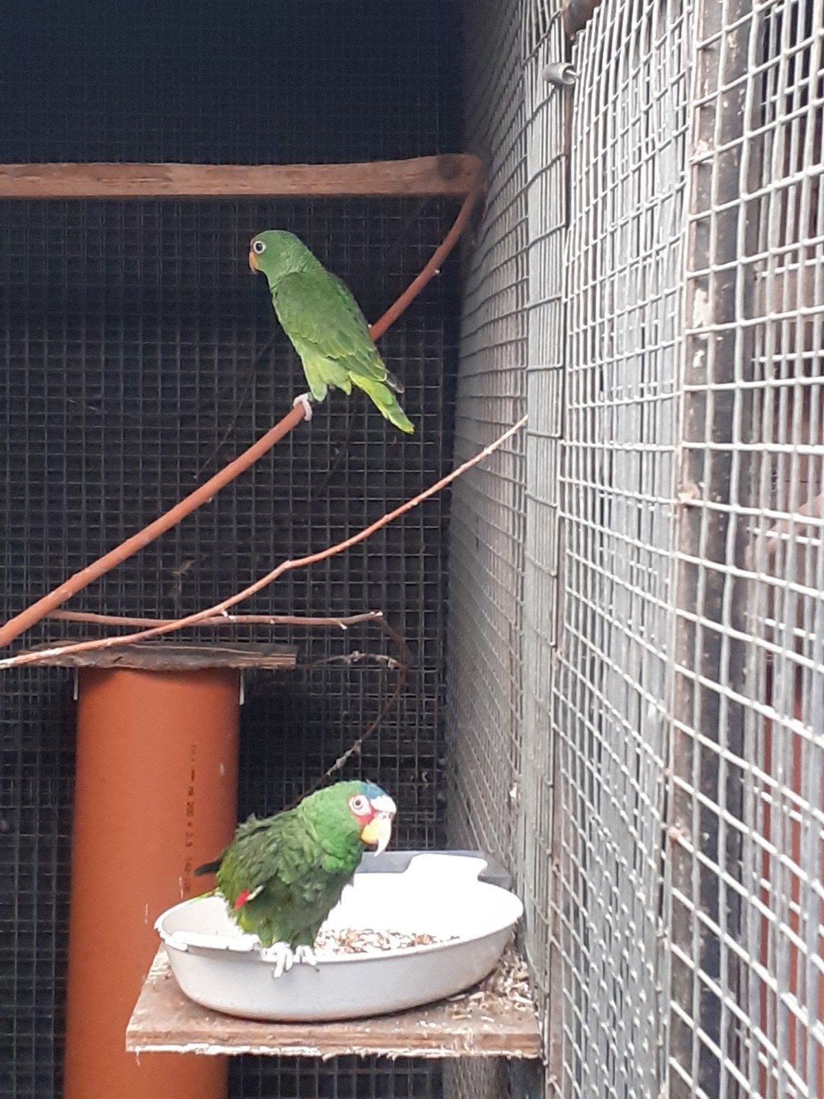 te koop, Mâle, Perroquet, Bagué