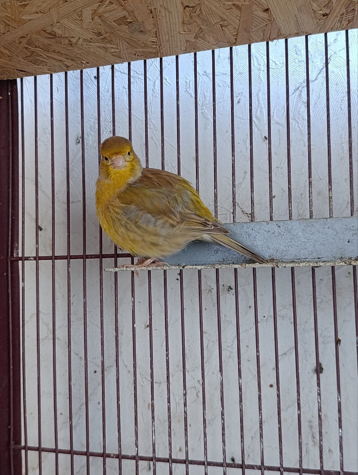 Kanaries, Dieren en Toebehoren, Vogels | Kanaries, Meerdere dieren