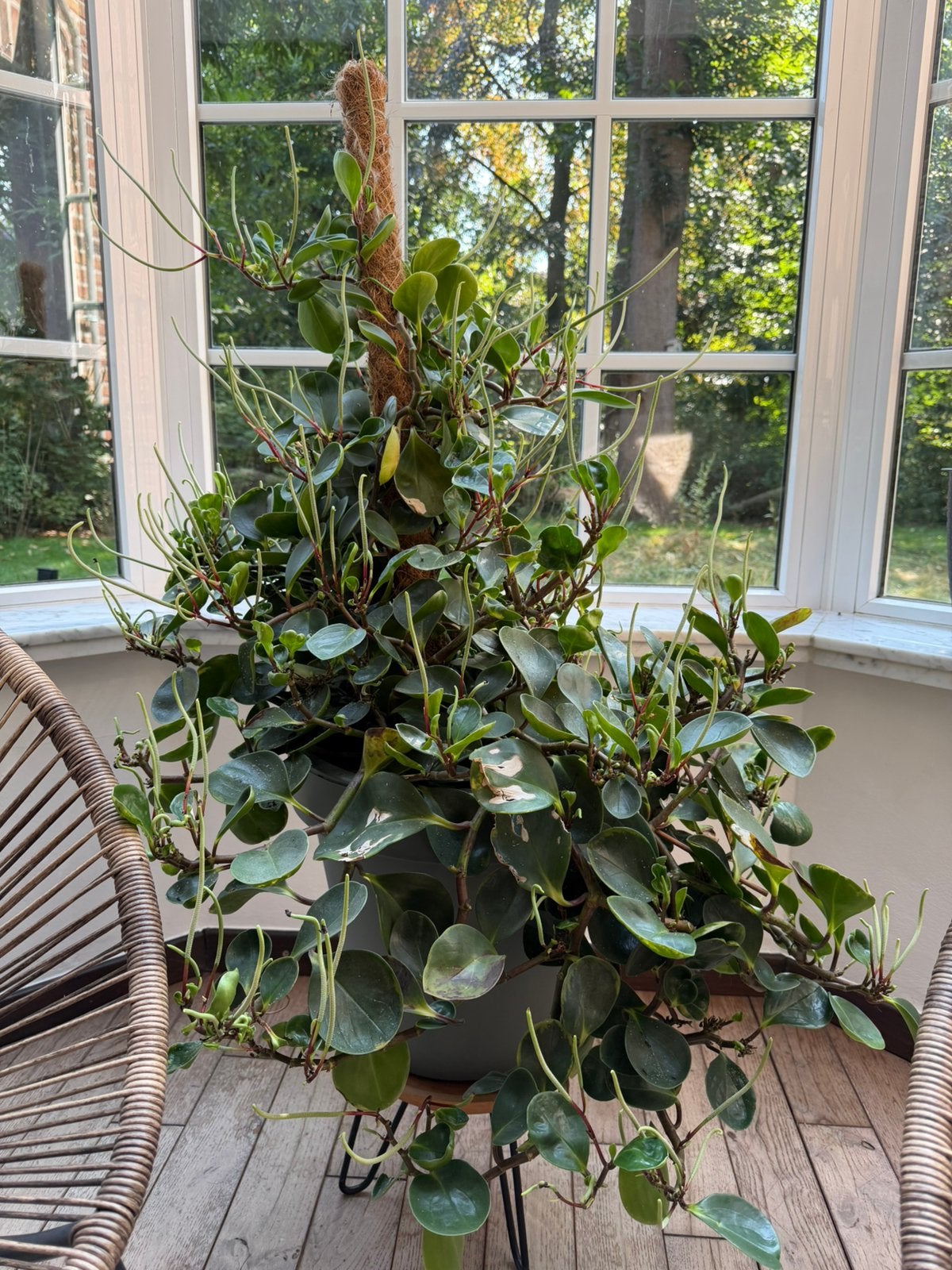 Grote plant te koop, Enlèvement, Bisannuelle