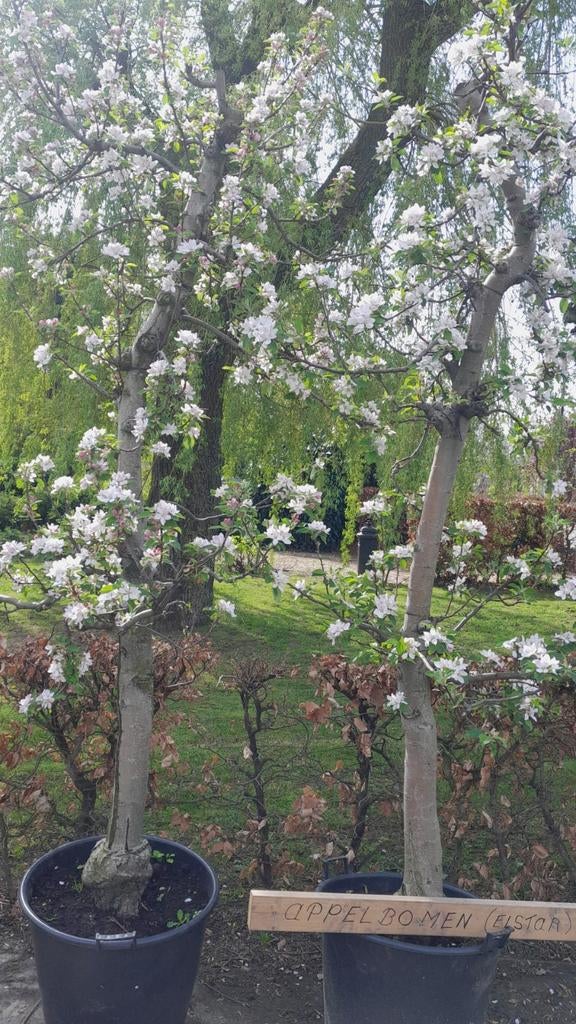 Oude Fruitbomen, Jardin & Terrasse, Plantes | Arbres fruitiers, Poirier, 250 à 400 cm, Ombre partielle, Printemps, Enlèvement