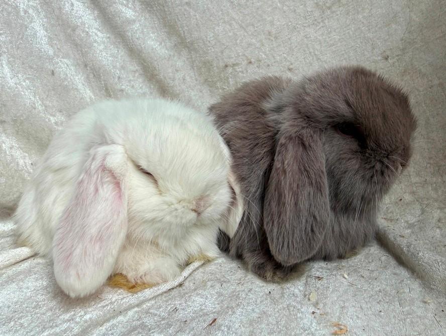 Prachtig mooi super lief koppeltje Minilop konijntjes., Plusieurs animaux, Petit, Oreilles tombantes, 0 à 2 ans