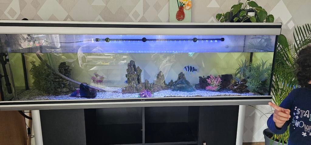 Groot aquarium te koop in uitstekende staat, inclusief visse, Dieren en Toebehoren, Vissen | Aquaria en Toebehoren, Inclusief vissen