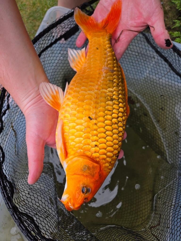 Mooie koi 36 cm - eigen kweek, Karper of Koi
