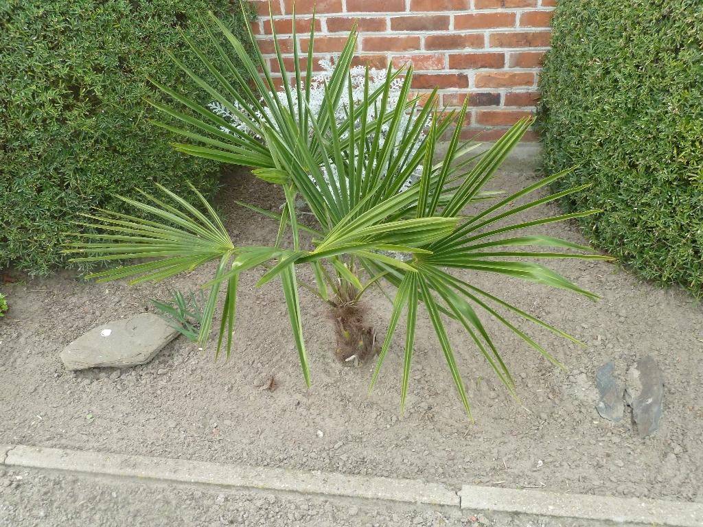 palmboompjes-winterhard, Tuin en Terras, Planten | Tuinplanten, Vaste plant, Ophalen