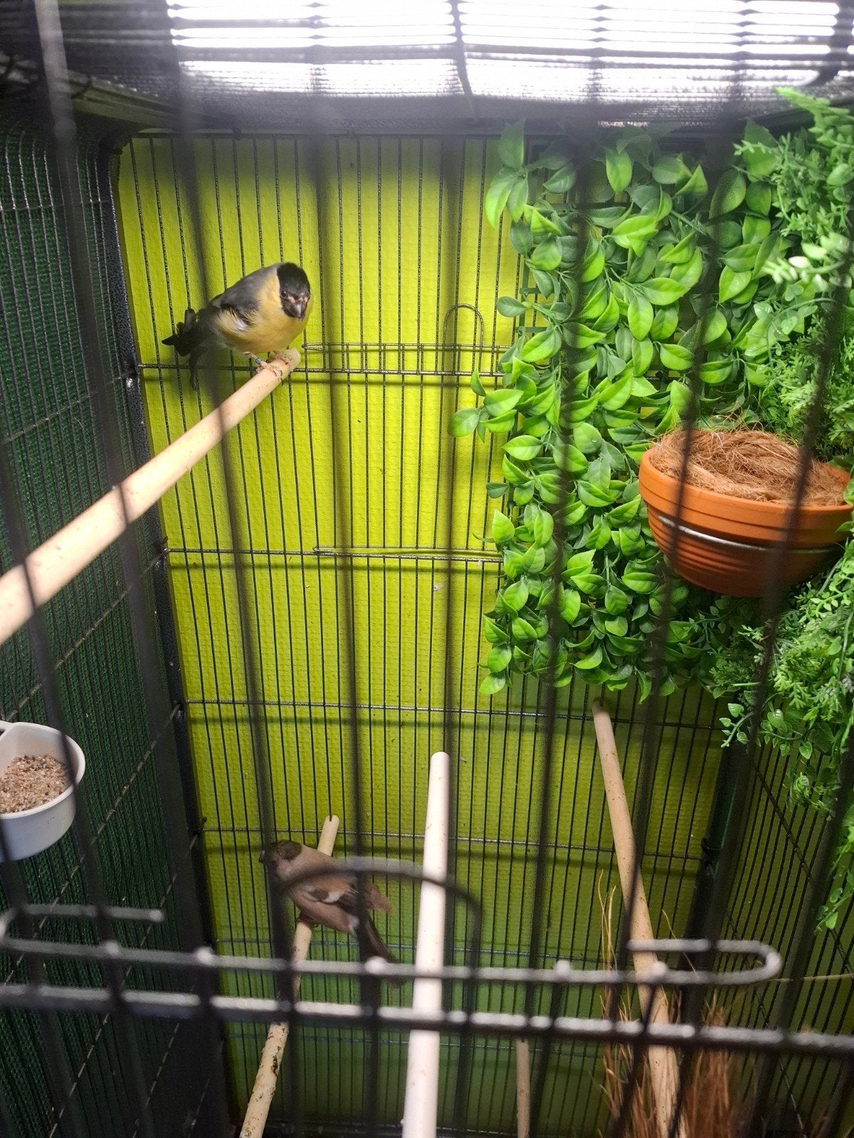 Goudvinken, Meerdere dieren, Wildzangvogel, Geringd