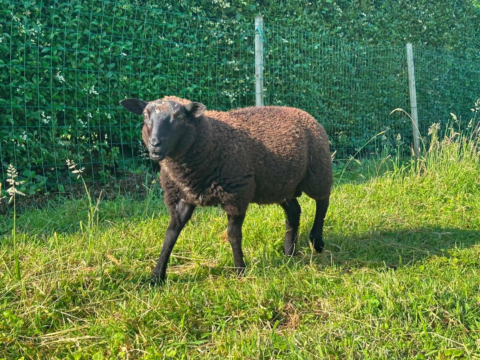 Ram lam, Mâle, Mouton, 0 à 2 ans