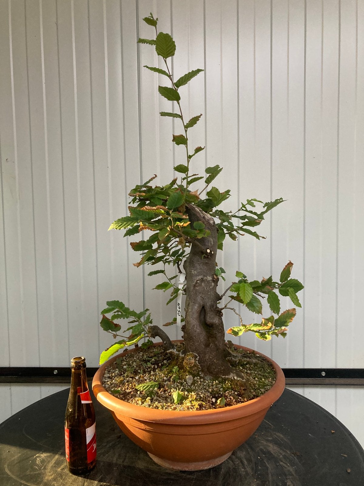 Plante de démarrage Bonsai carpinus, Jardin & Terrasse, Enlèvement