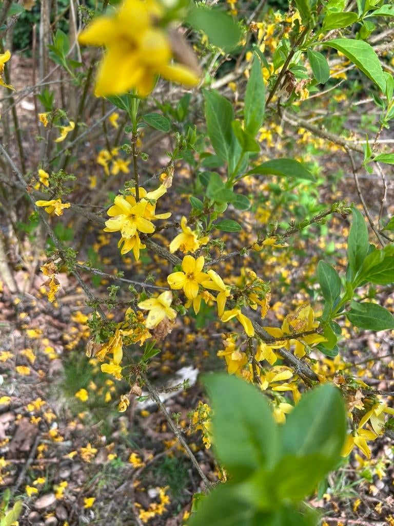 Forsythia, Chinees klokje., Tuin en Terras, Ophalen