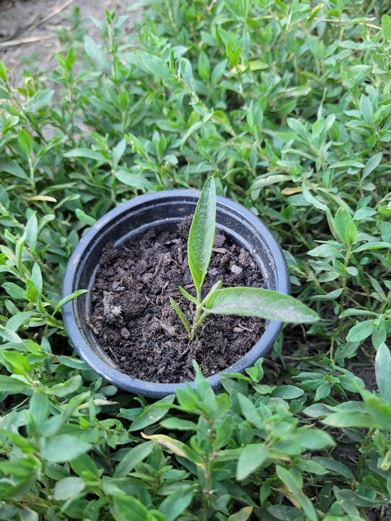 Pepino/Meloenpeer stek, Jardin & Terrasse, Plantes | Jardin, Plante fixe, Plantes fruitières, Plein soleil, Été, Enlèvement ou Envoi