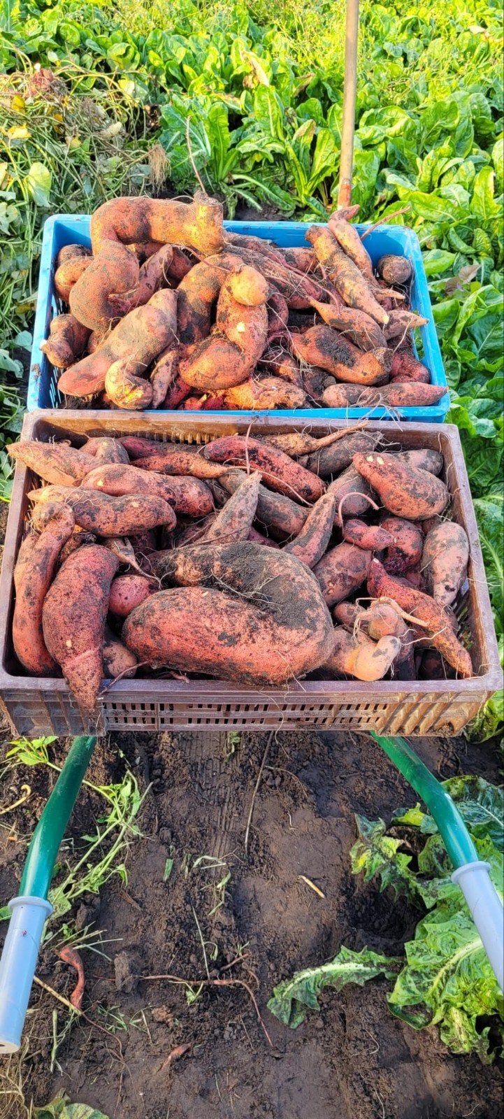 Zoete aardappel / Bataat, Ophalen