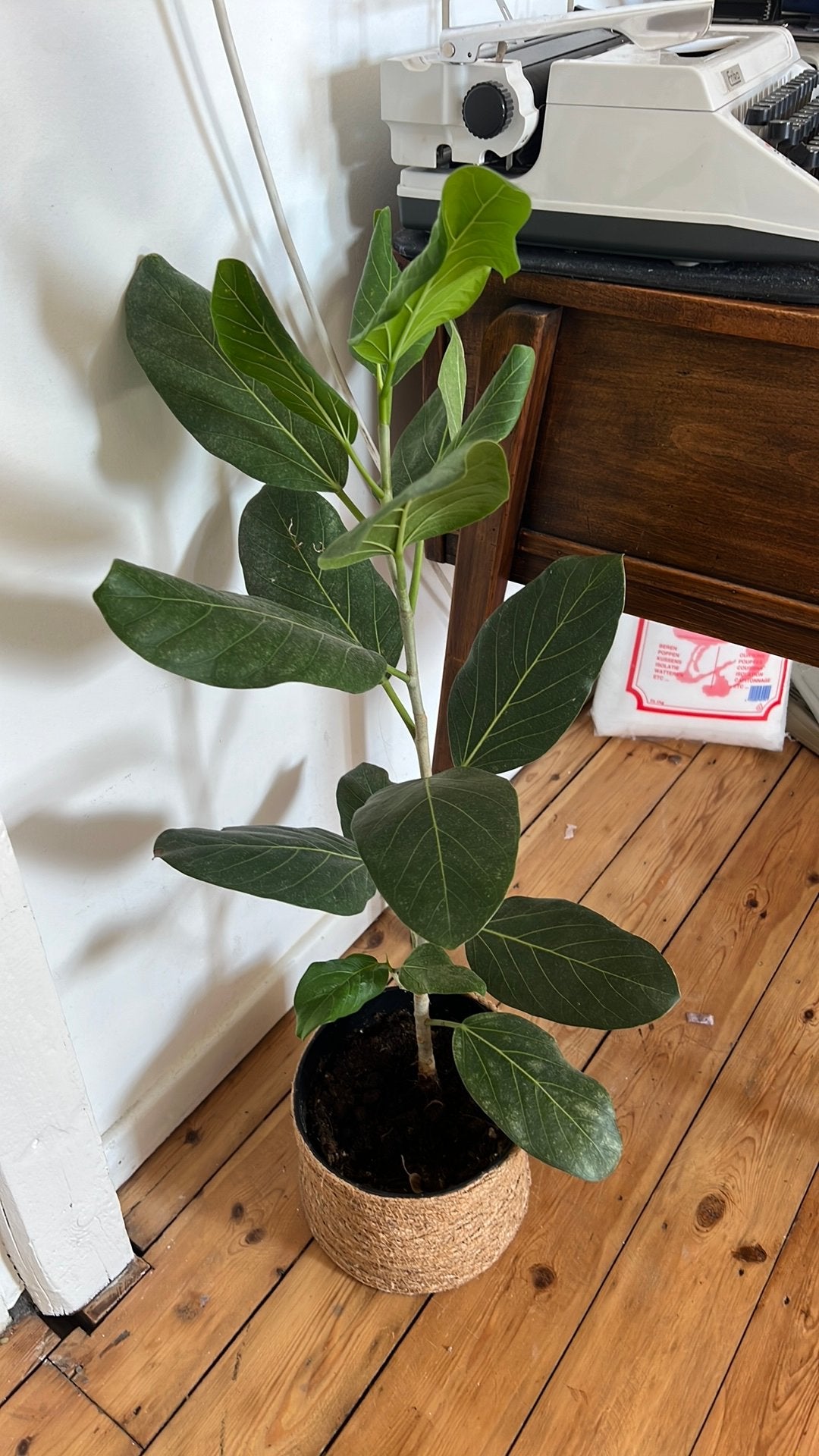 fikus plant, Enlèvement