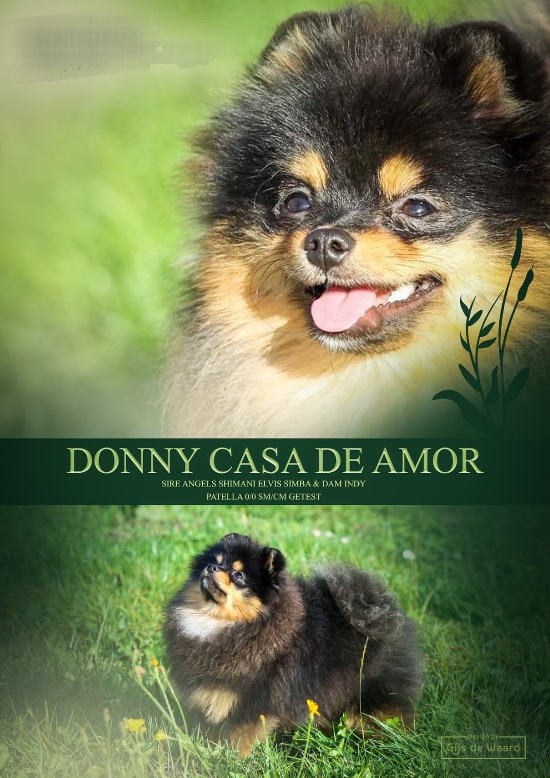 Couverture officielle : Poméranie-Poméranie-Poméranie-Poméra, Animaux & Accessoires, 3 à 5 ans, Loulou, Chien (mâle), Belgique