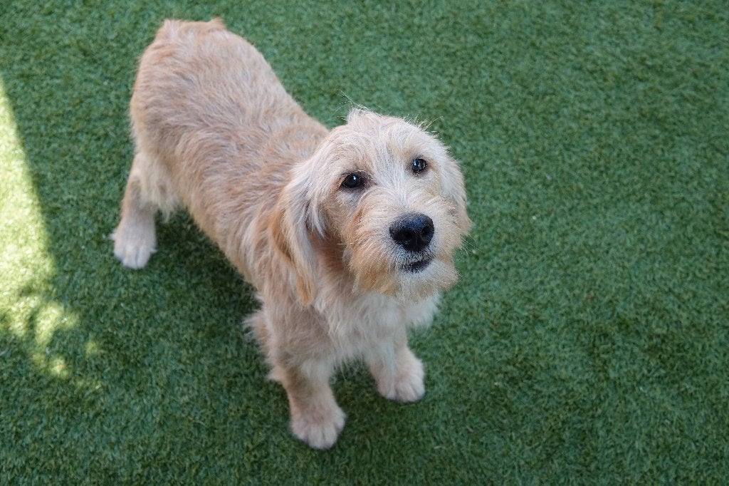 Magnifique chiot Labradoodle Medium (abricot), avec pedigree, 15 semaines à 1 an, Chien (mâle), Maladie de Carré (chiens), Autres races