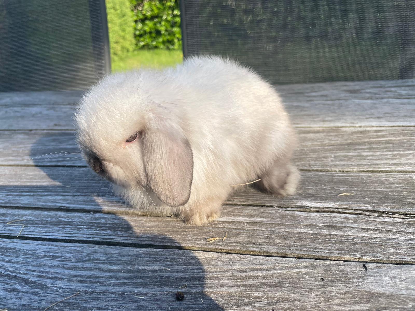 Minilopjes, Dieren en Toebehoren, Konijnen, Meerdere dieren, Dwerg, Hangoor, 0 tot 2 jaar
