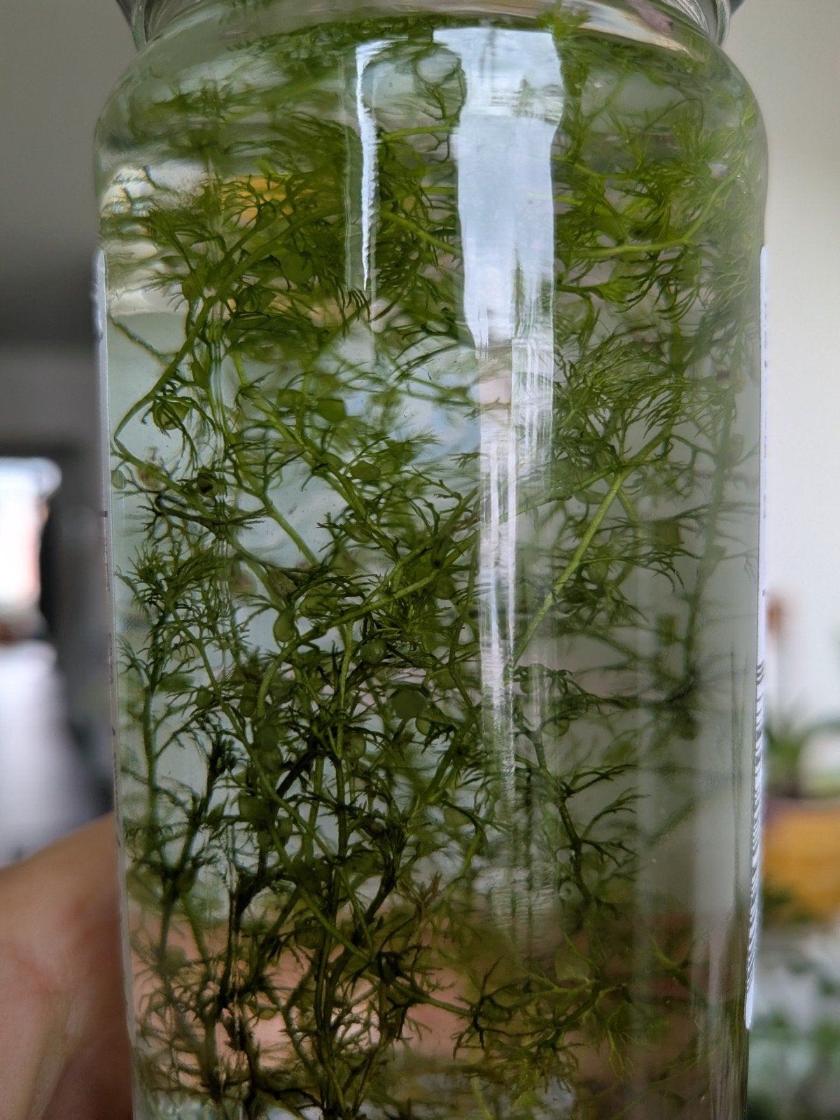 Blaasjeskruid vleesetende waterplant, Ophalen