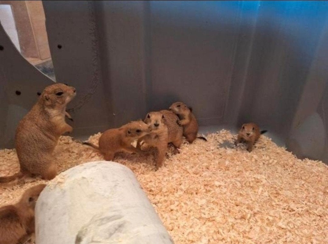 Groep prairiehondjes, Dieren en Toebehoren, April, Tam