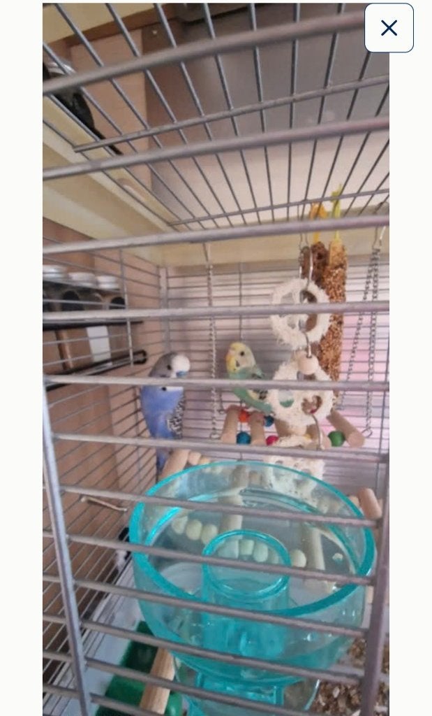 Paruche, Meerdere dieren, Parkiet, Tam