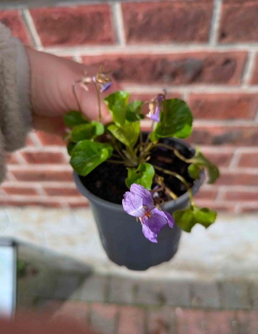 Maarts viooltje (planten), Ophalen, Lente, Vaste plant