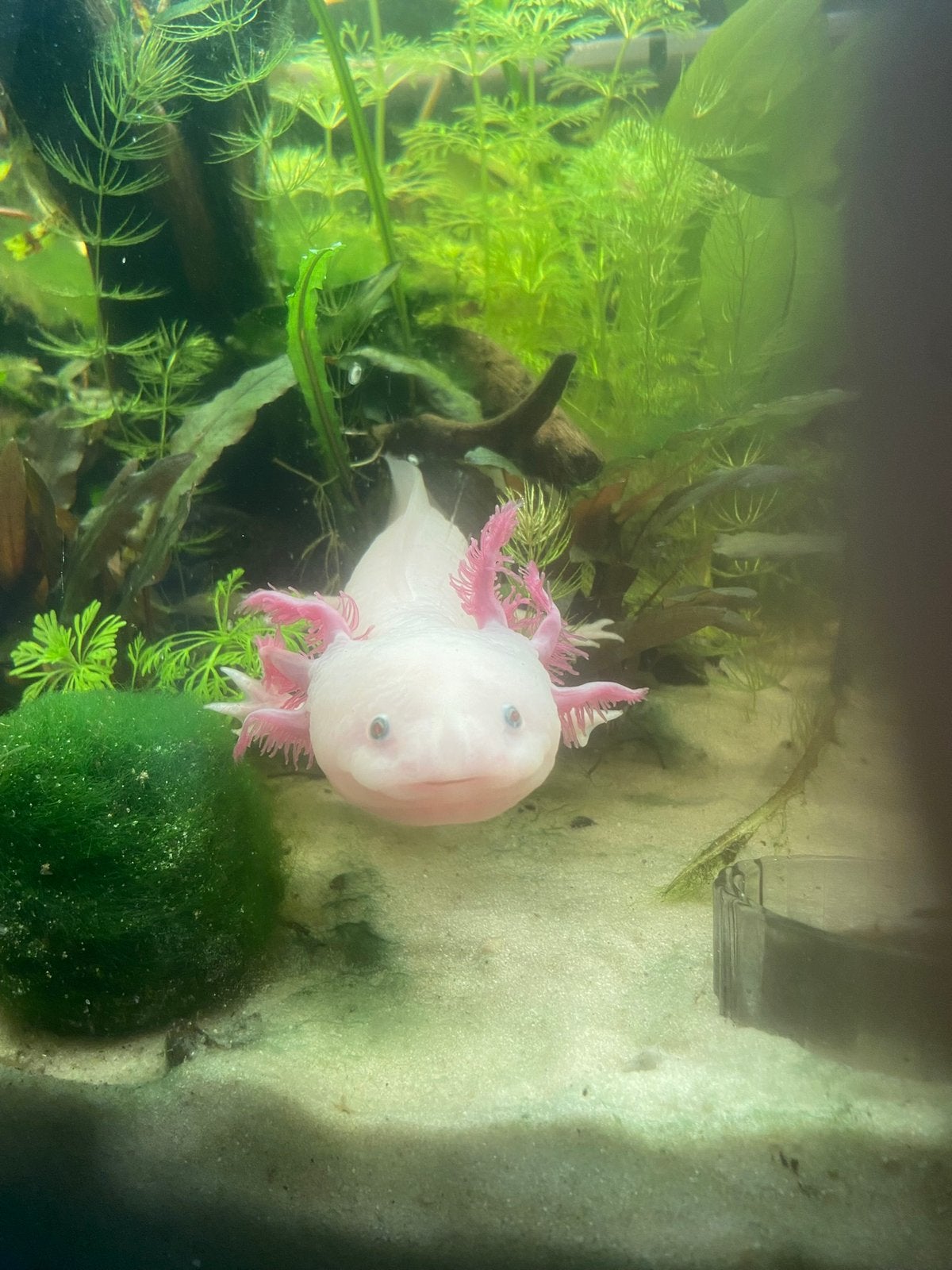 Axolotl, Dieren en Toebehoren, Reptielen en Amfibieën, Amfibie