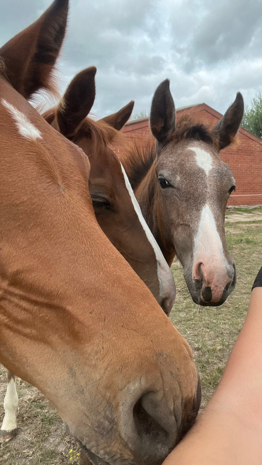 Merrieveulen uit top moederlijn springgefokt, Merrie, Springpaard, Met stamboom, 0 tot 2 jaar