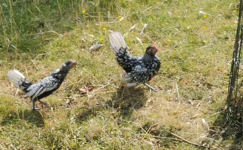 Seebright haantjes, Dieren en Toebehoren, Pluimvee, Kip, Mannelijk