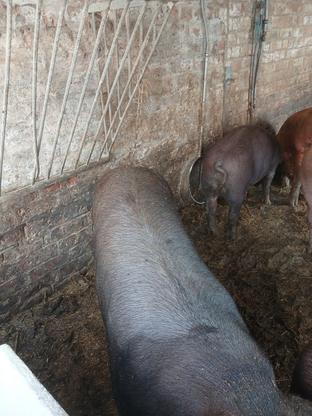 abattoir Duroc, Animaux & Accessoires