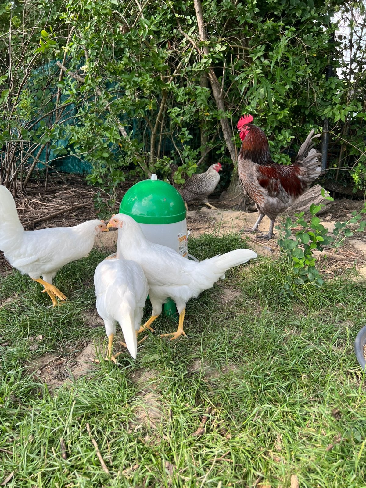Poule pondeuse leghorn blanche, Animaux & Accessoires