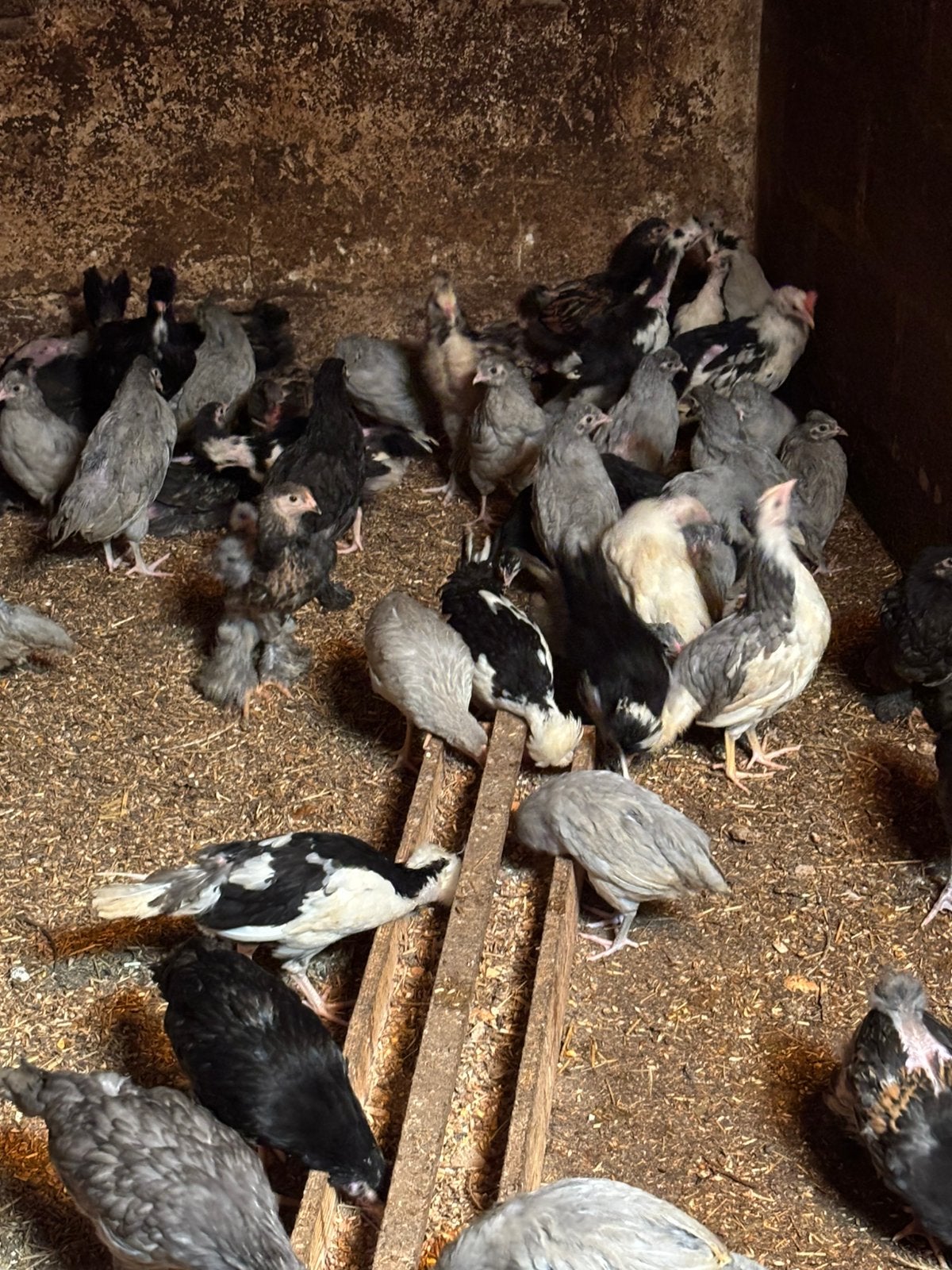 Poussins à vendre