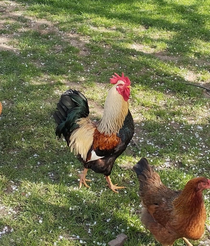 Mooie haan, Dieren en Toebehoren, Pluimvee