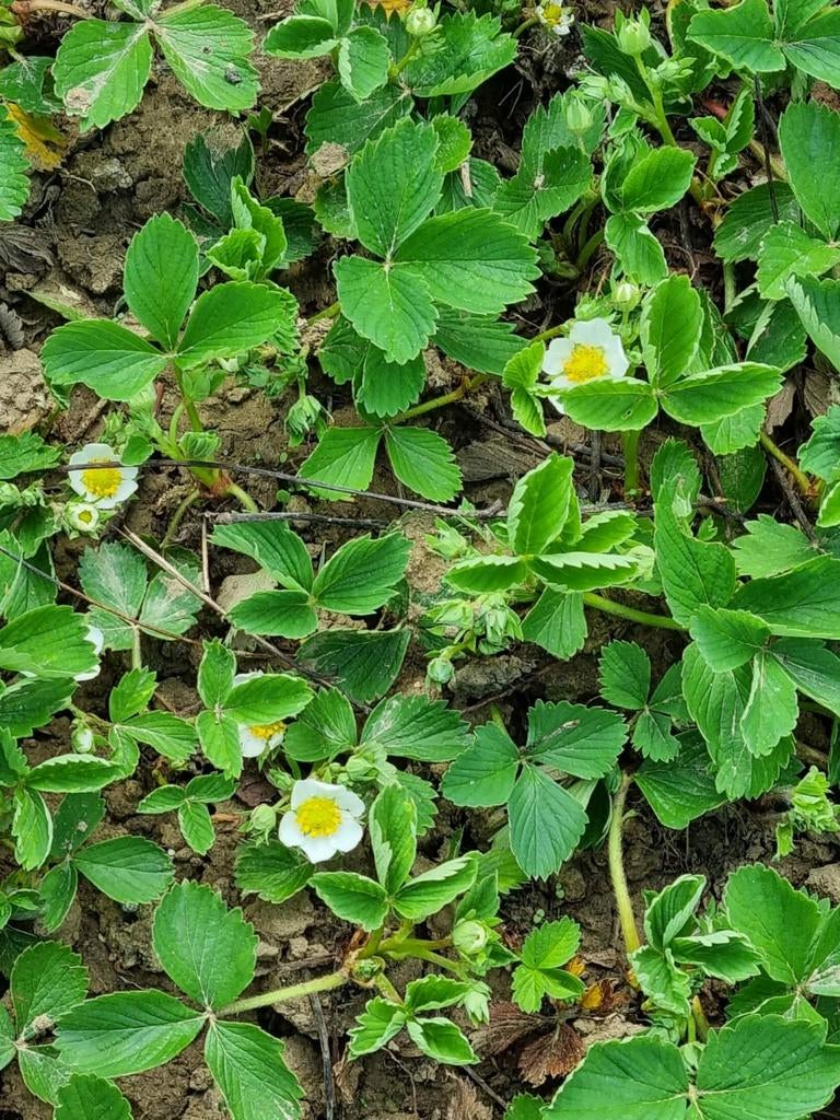 Aardbeiplantjes, Tuin en Terras, Planten | Tuinplanten, Ophalen