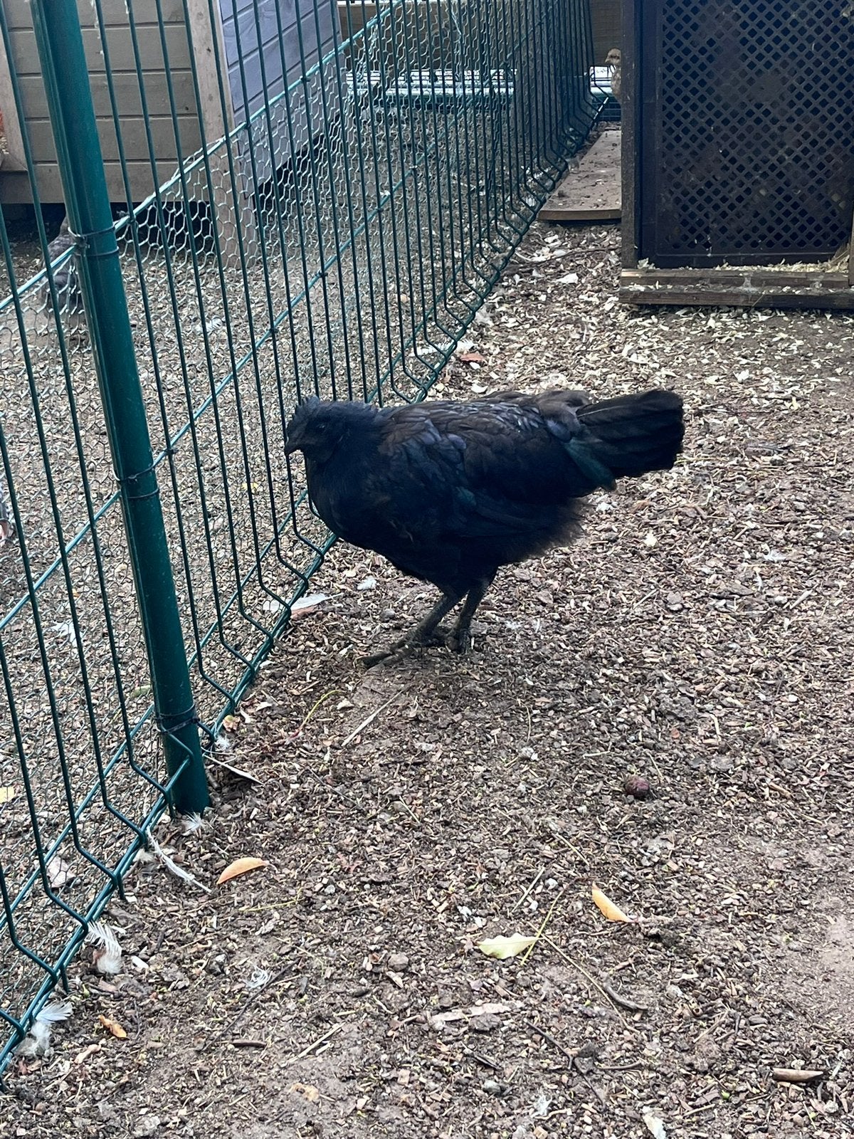 Ayam cemani haan, Dieren en Toebehoren