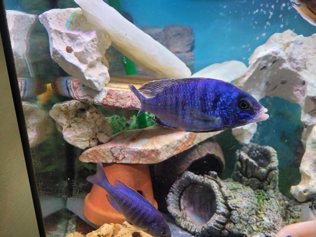 Mooie en gezonde jongen Malawi White Lips