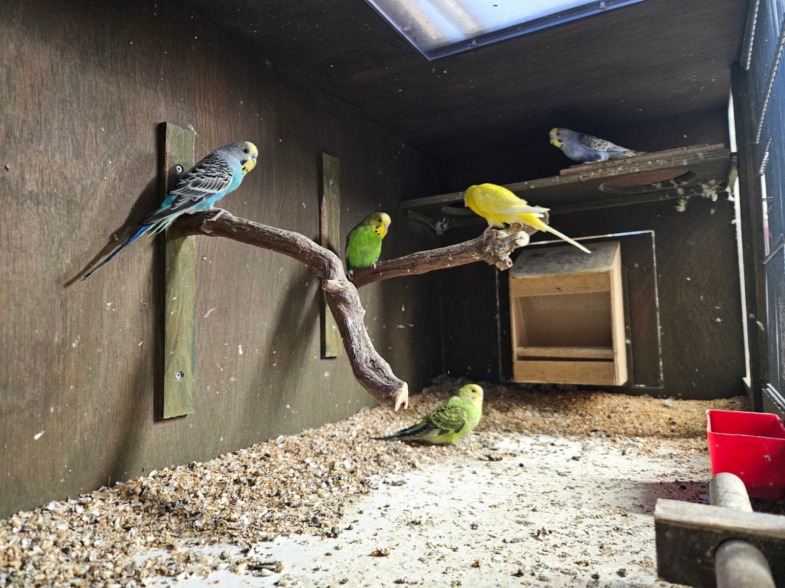 grasparkieten, Meerdere dieren, Parkiet
