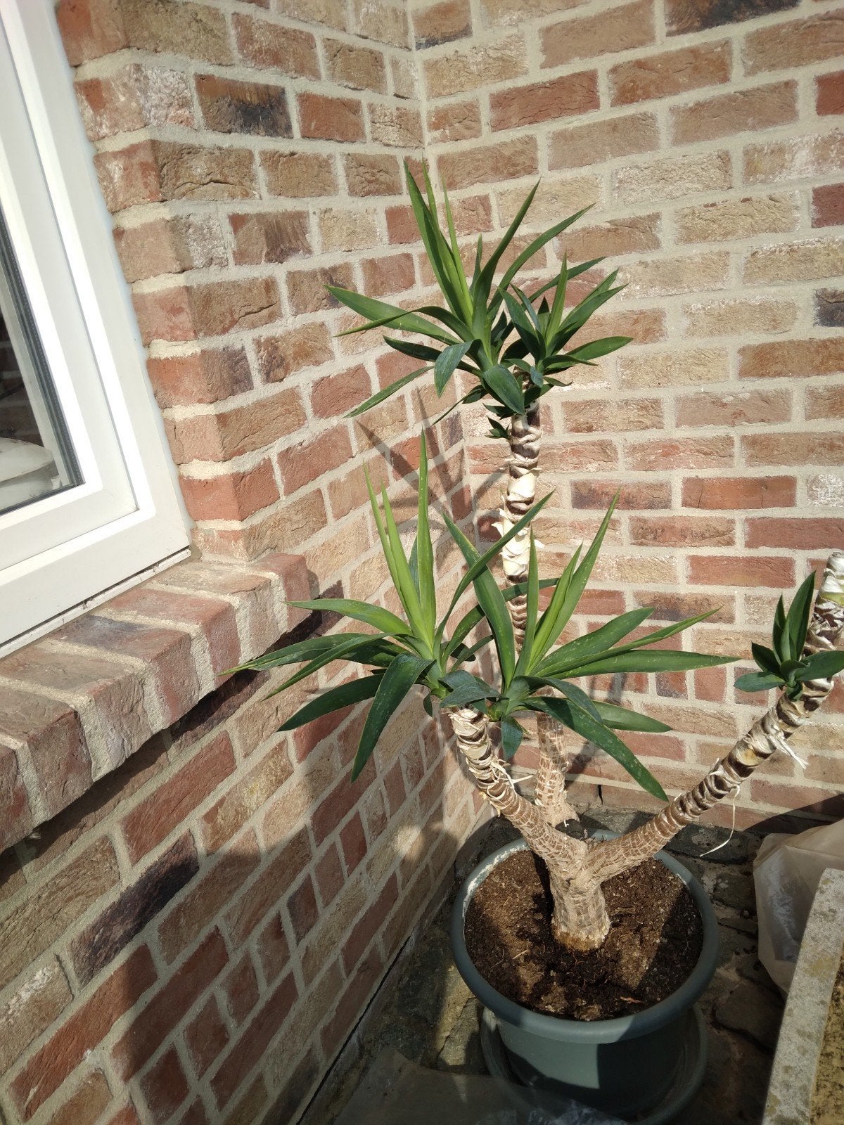 yucca, Enlèvement