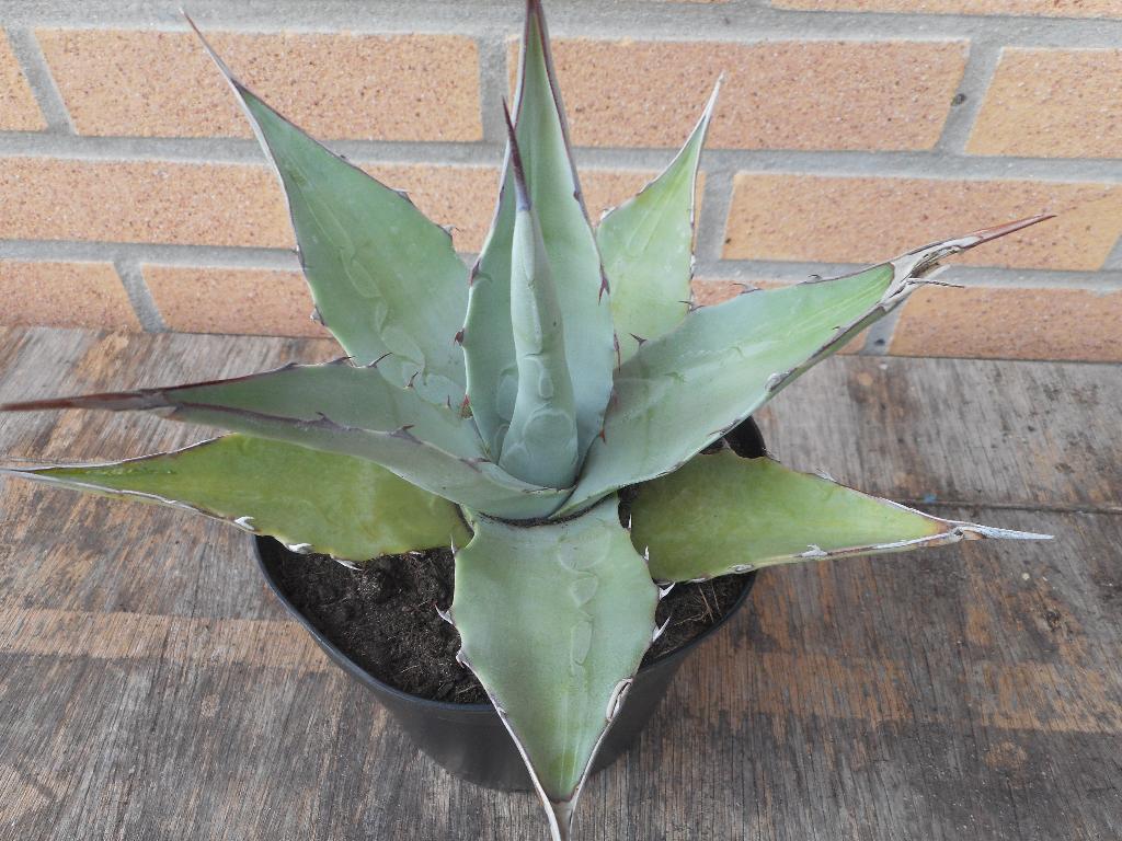 planten, Tuin en Terras, Planten | Tuinplanten, Overige soorten, Volle zon, Vaste plant, Ophalen of Verzenden