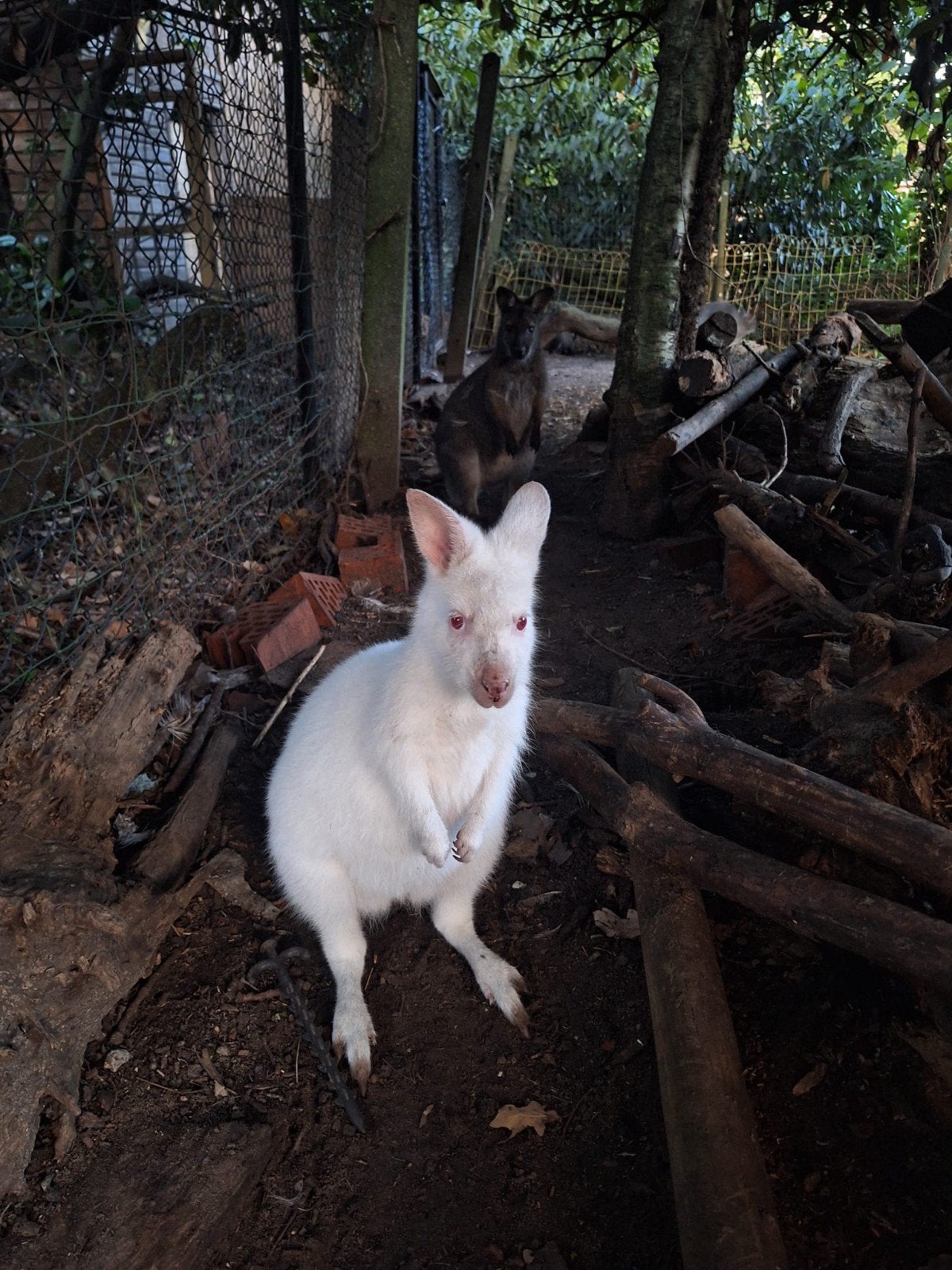 koppel wallaby's, Avril, Plusieurs animaux