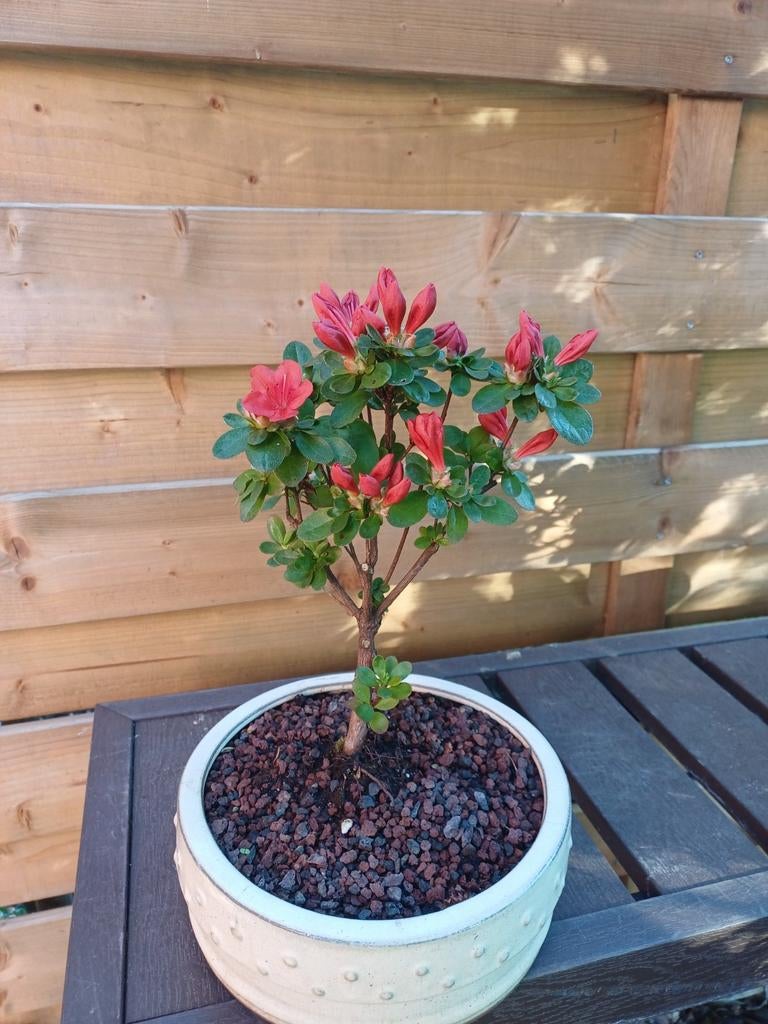 1 azalea, Ophalen