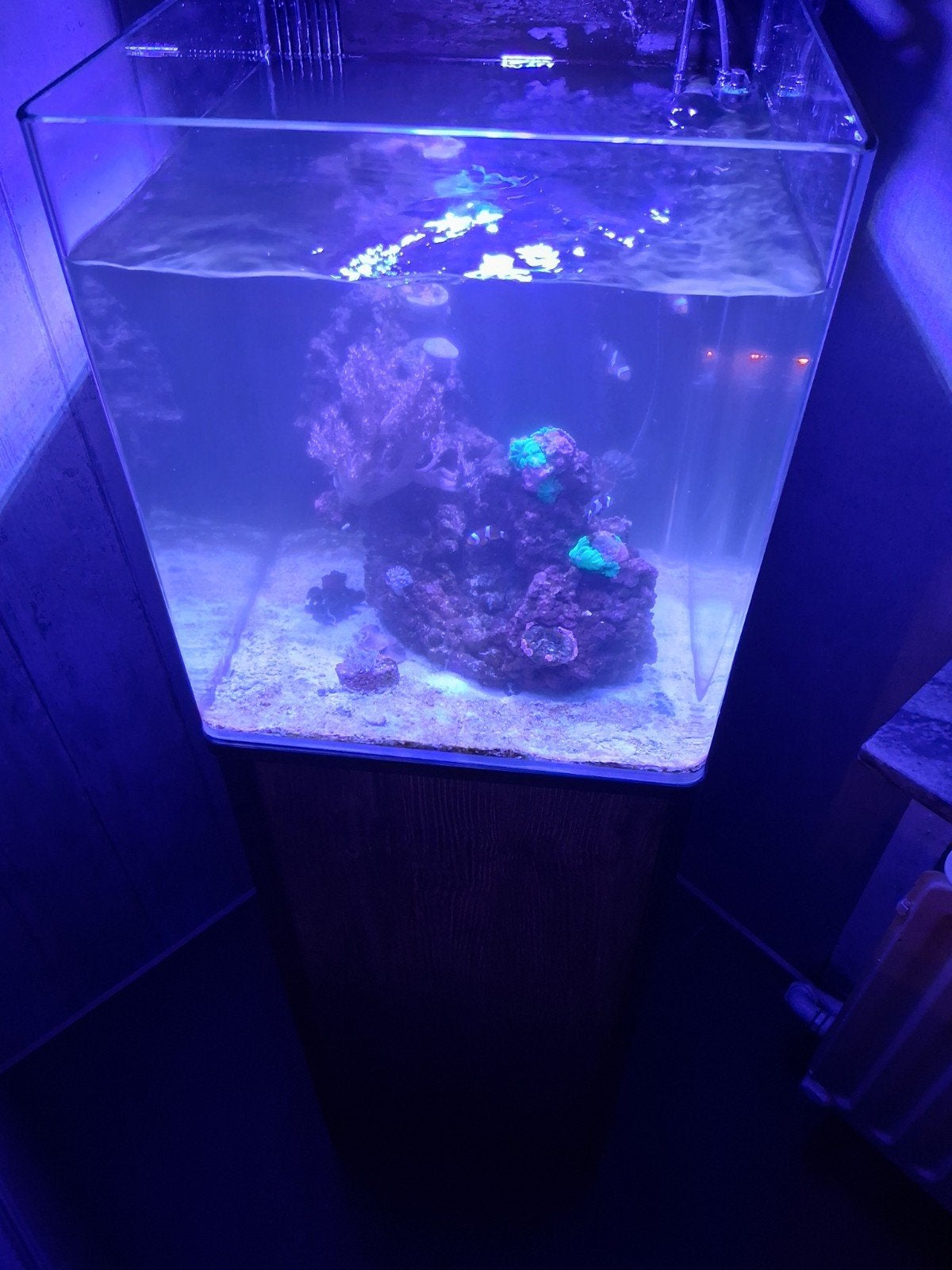 zeeaquarium, Dieren en Toebehoren, Ophalen