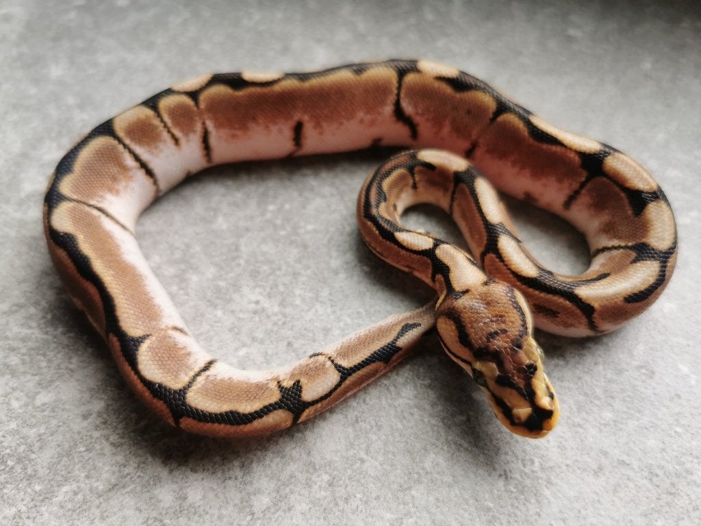 koningspython; python regius; 1.0 Spider (pos. het Biebald) Ball Python photo 3